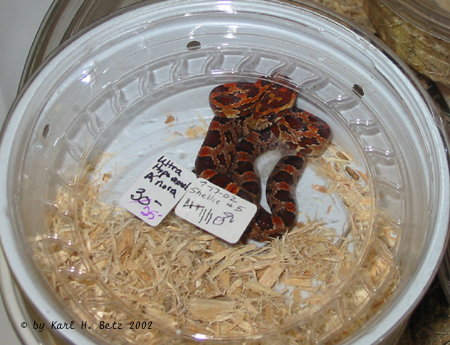 Oddball Corn Snake.jpg [125 Kb]